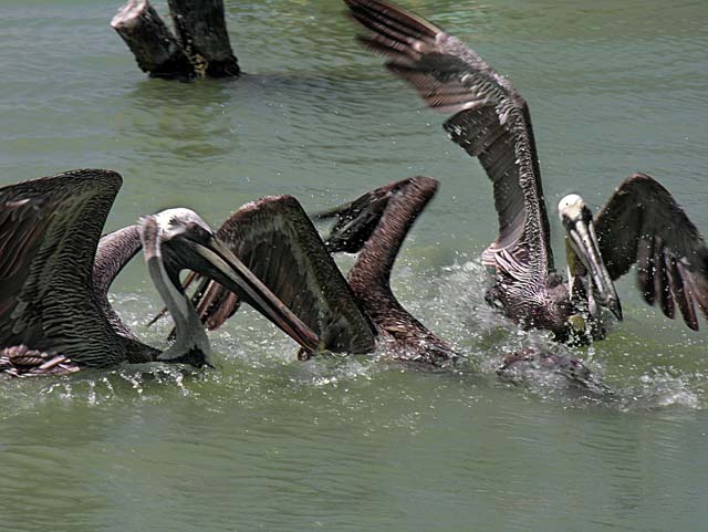 brown_pelican_12