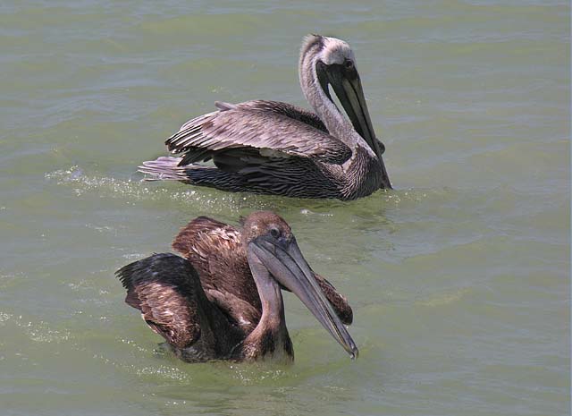brown_pelican_13