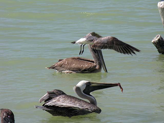 brown_pelican_15