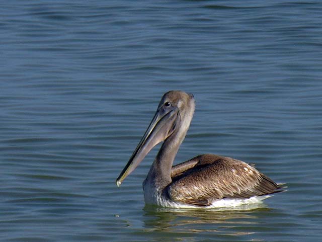 brown_pelican_17