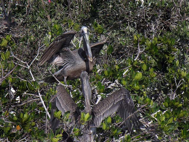 brown_pelican_27