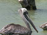 brown_pelican_10