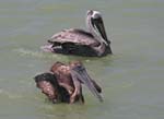 brown_pelican_13