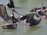 brown_pelican_14