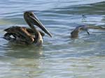 brown_pelican_16