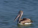 brown_pelican_17