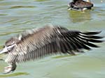 brown_pelican_22