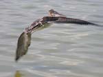 brown_pelican_23