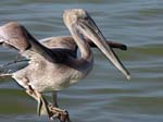 brown_pelican_33