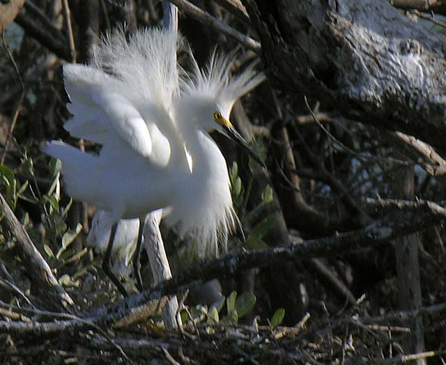 cattle_egret_17