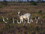 cattle_egret_01