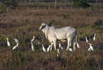cattle_egret_02