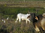cattle_egret_03