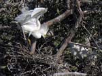 cattle_egret_05