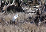 cattle_egret_06