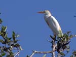 cattle_egret_07