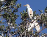 cattle_egret_09
