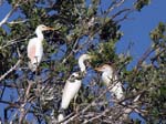 cattle_egret_10