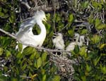 cattle_egret_12