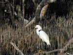cattle_egret_14