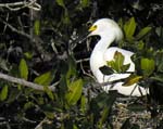 cattle_egret_15