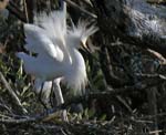 cattle_egret_17