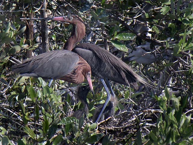 reddish_egret_07