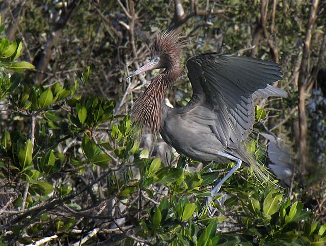 reddish_egret_15