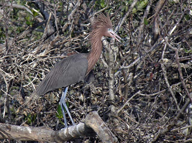 reddish_egret_16