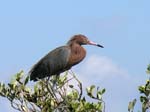 reddish_egret_01
