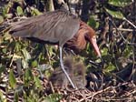 reddish_egret_02