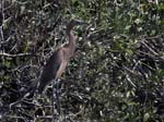 reddish_egret_03
