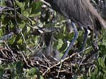 reddish_egret_04