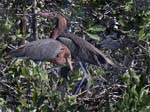 reddish_egret_07