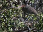reddish_egret_08