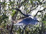 reddish_egret_10