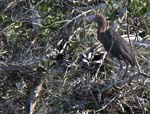 reddish_egret_14