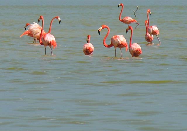 flamingos_01