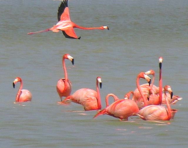 flamingos_04