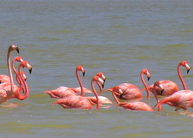 flamingos_07