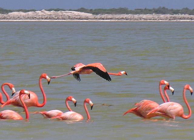 flamingos_08