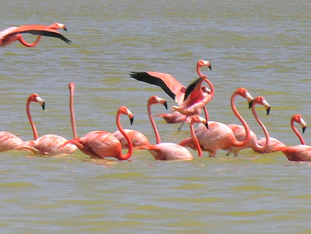 flamingos_10