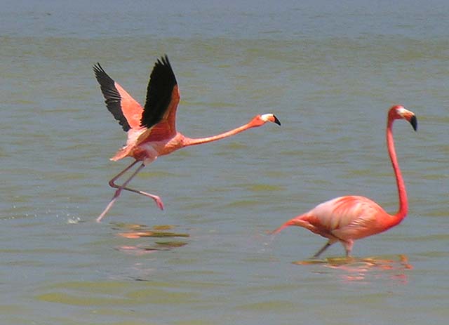 flamingos_11
