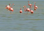 flamingos_01
