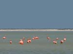 flamingos_02