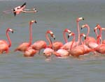 flamingos_03