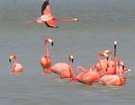 flamingos_04