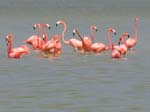 flamingos_05