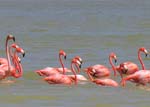 flamingos_07