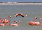 flamingos_08